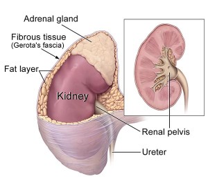 Kidney_and_adrenal_gland